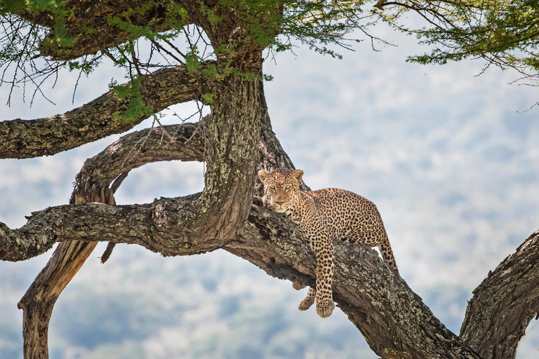 5-tägige Gruppensafari Tarangire, Serengeti, Ngorongoro, Manyara