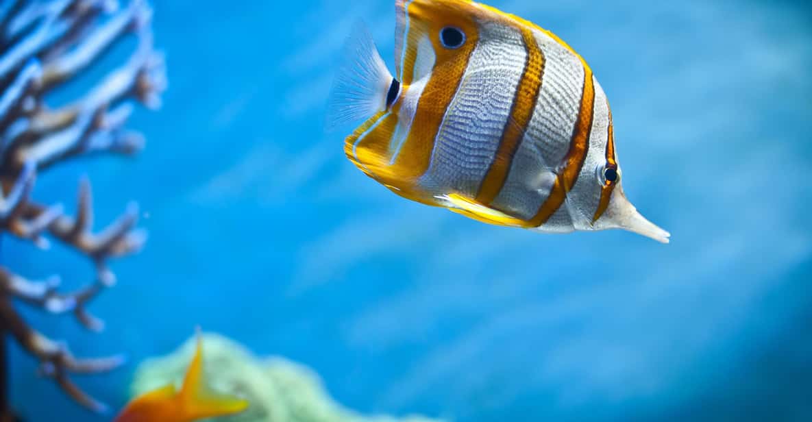 Hurghada: Wyprawa na snurkowanie na wyspę Dżiftun i lunch