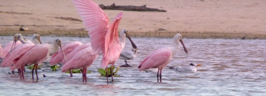 Depuis Puerto Escondido : Observation des oiseaux en bateau