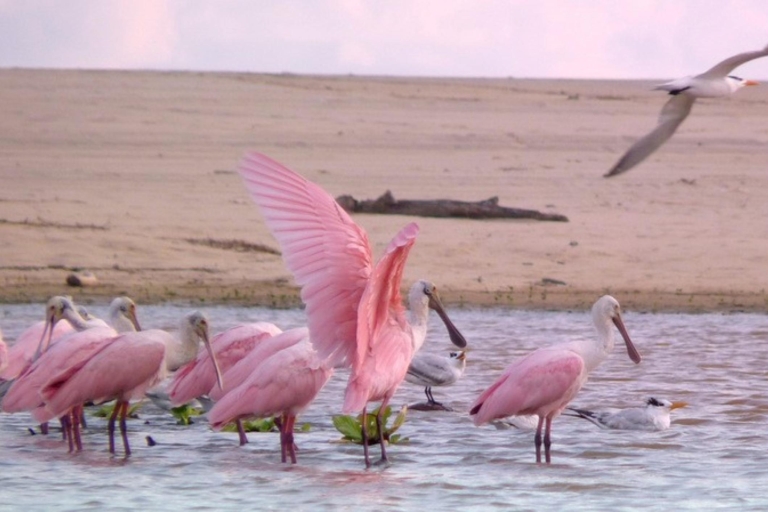 De Puerto Escondido: Observation des oiseaux sur un bateau
