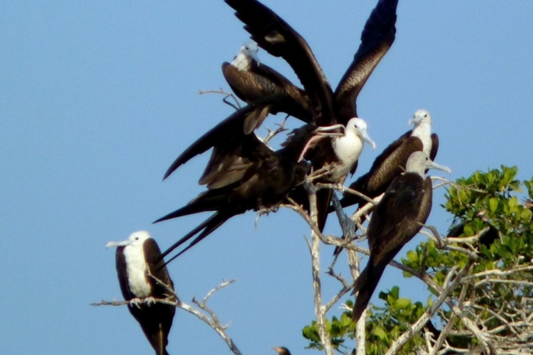 Von Puerto Escondido: Vogelbeobachtung auf einem Boot