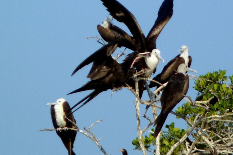 Desde Puerto Escondido: observación de aves en un barco