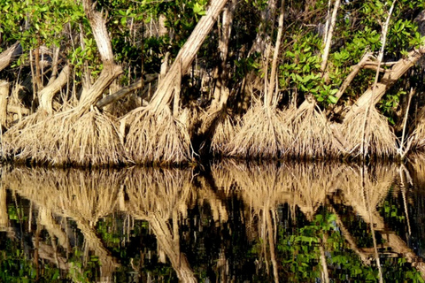 From Puerto Escondido: Birdwatching on a Boat