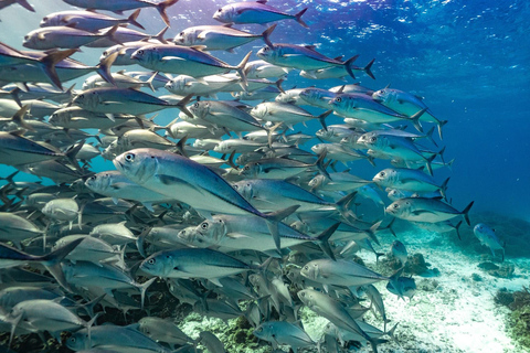 Mooloolaba: Turtle Snorkel & Swim at Mudjimba Island From Mooloolaba: Swimming with Turtles at Mudjimba Island