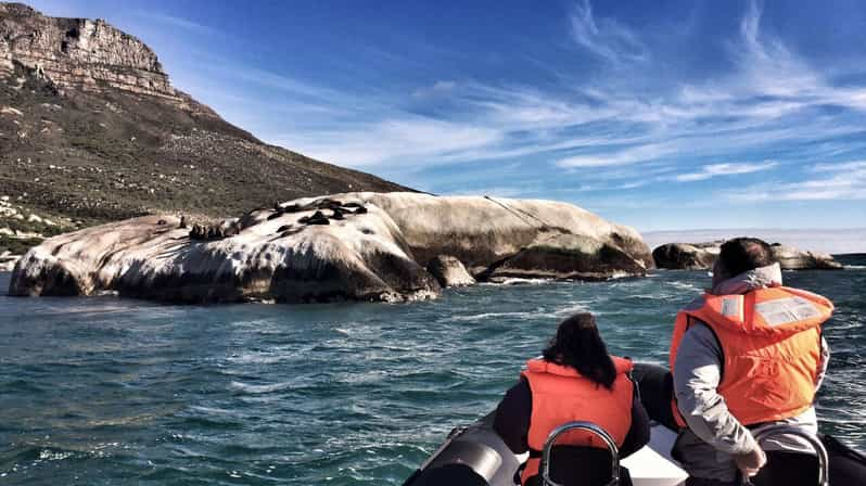 Cape Town Marine Big 5 Ocean Safari From Vanda Waterfront Getyourguide