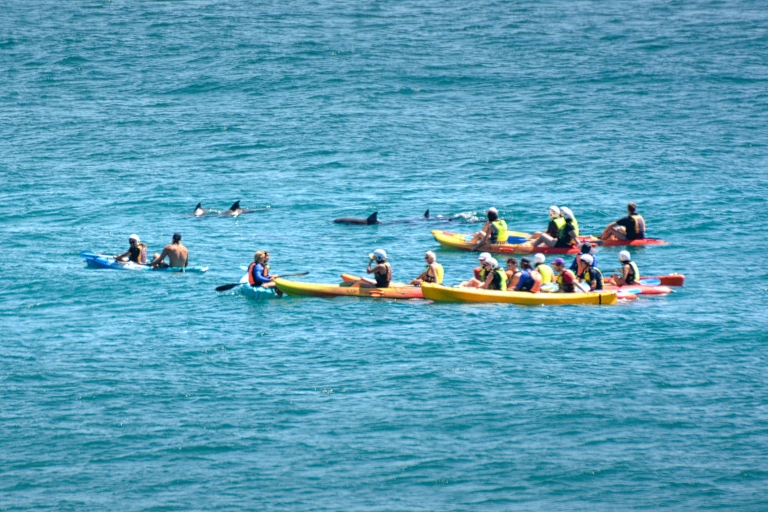 Byron Bay: Kajaktour mit Delfinen und Schildkröten