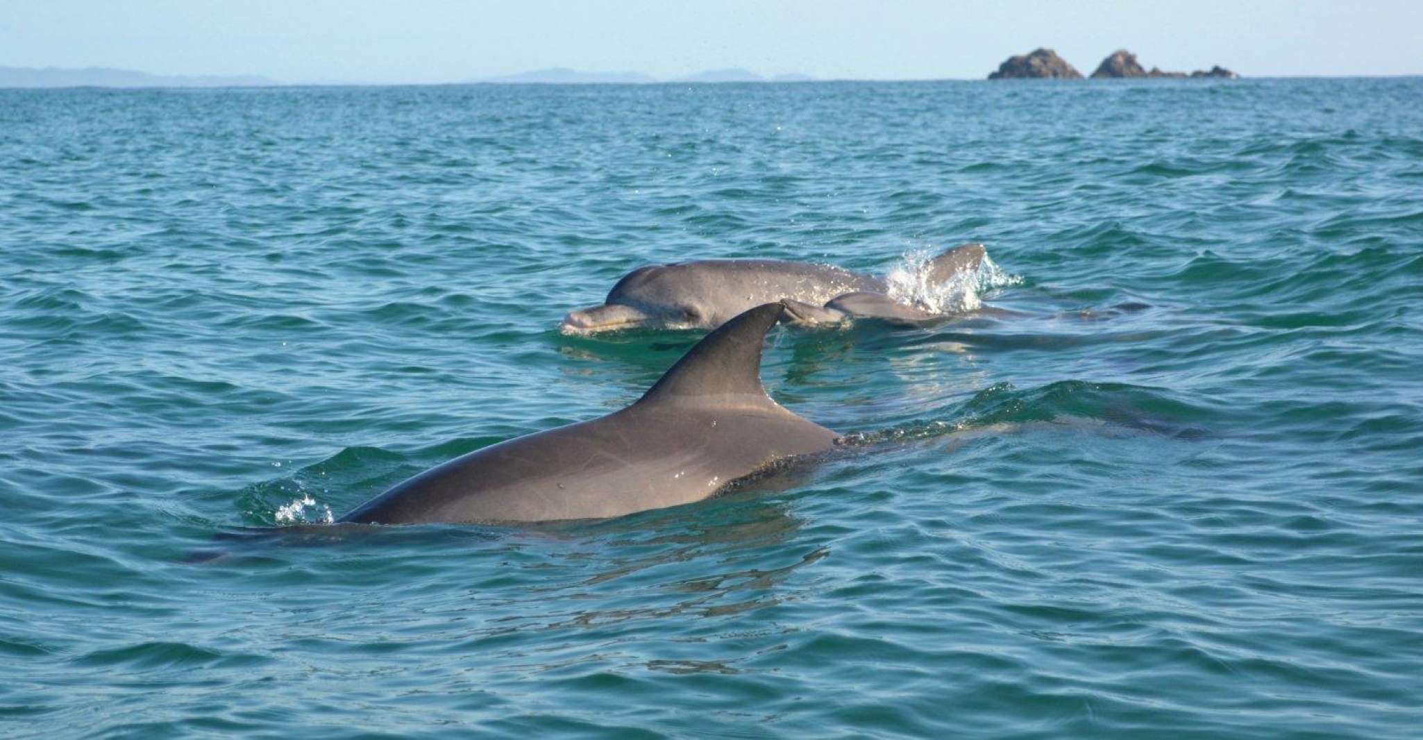 Byron Bay, Sea Kayak Tour with Dolphins and Turtles - Housity