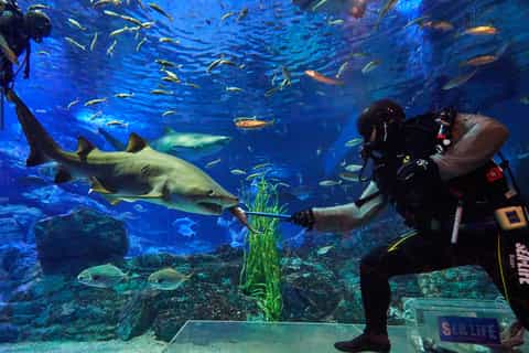 busan sea life aquarium entry ticket