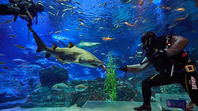 busan sea life aquarium entry ticket