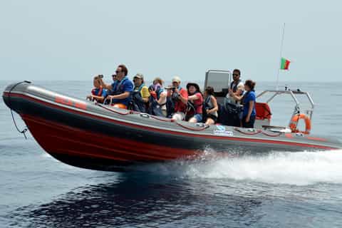 Fra Albufeira: 2,5-timers cruise med delfiner og sjøgrotter
