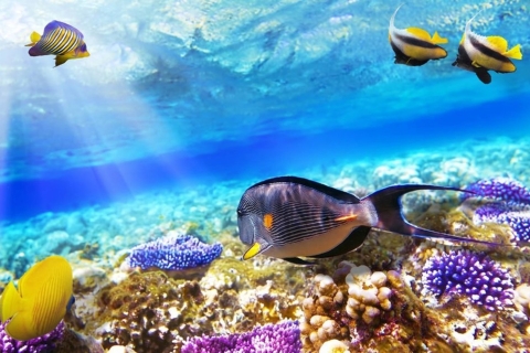 Makadi Bay: Orange Island Trip with Snorkel & Parasailing Orange, Parasailing, Boat Tour, lunch, Drinks & Transfers