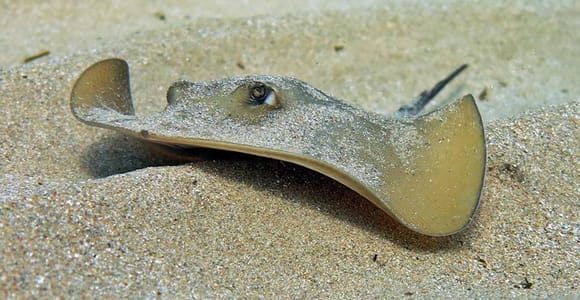 Las Canteras Scuba Diving