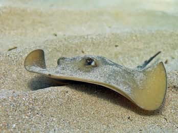 Las Canteras Scuba Diving