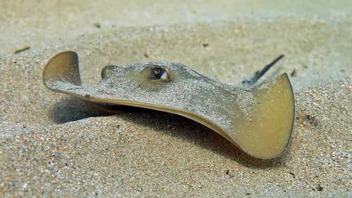 Las Canteras Scuba Diving