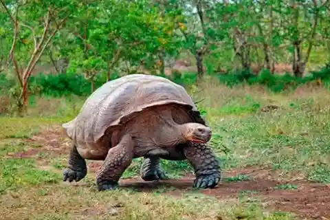 Galapagos: Santa Cruz Charles Darwin Research Station Visit
