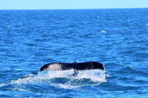 Tour en bateau d'observation des baleines à TrincomaleeOption standard