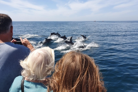 Lagos: avistamiento de delfines en catamarán, 90 minutosOpción estándar