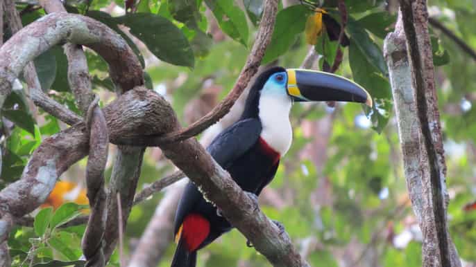 reserva nacional tambopata caminhada de 2 horas na selva