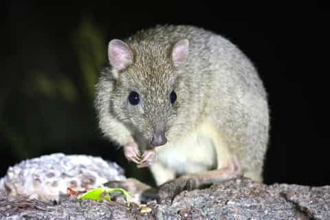 Busselton: Meet the Woylies, Nocturnal Animal Tour