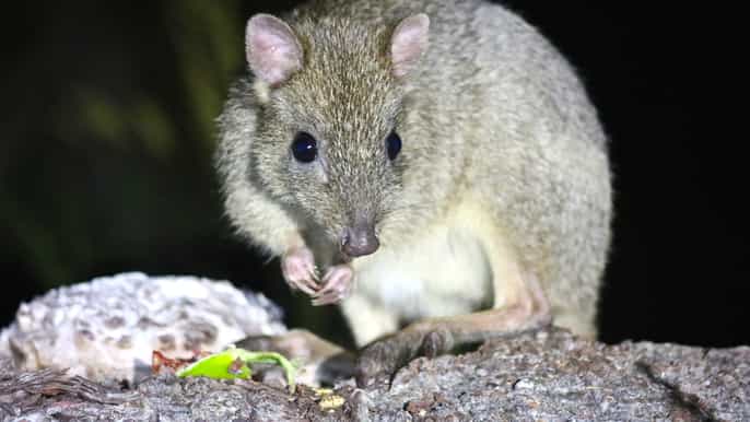 busselton meet the woylies nocturnal animal tour