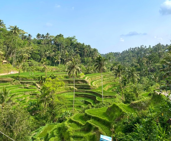 Visit Bali Ubud Monkey Forest, Rice Terrace, Waterfall, & Temple in Ubud