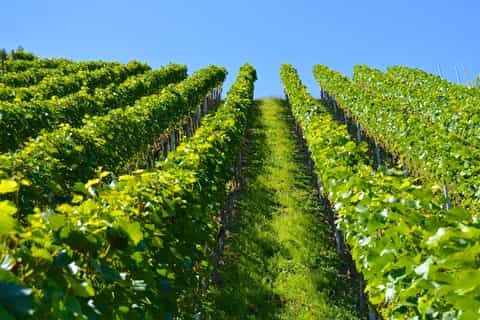 From Toulouse: Fronton Wine Tour
