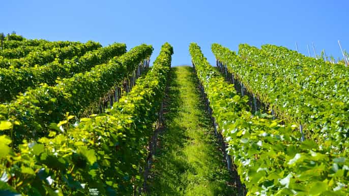 from toulouse fronton wine tour