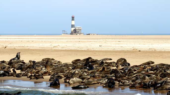 from swakopmund or walvis bay pelican point peninsula tour