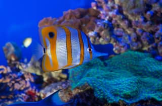Genoa: Aquarium, Galata Museum and Submarine Entry Tickets