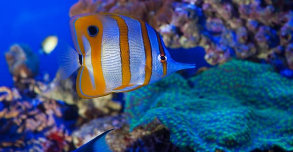 Genoa: Aquarium, Galata Museum and Submarine Entry Tickets