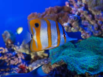 Genua: Tickets für Aquarium, Galata Museum und U-Boot