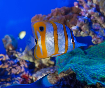 Aquarium, Galata Museum and Submarine Entry Tickets