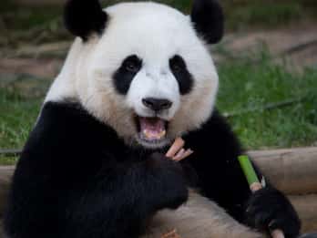 Zoo Atlanta: Vorverkauf für die allgemeine Eintrittskarte Zoo Atlanta: Vorverkauf für die allgemeine Eintrittskarte
