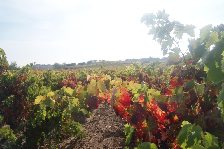 De Saint-Sébastien: visite de la cave à vin La Rioja et dégustationVisite de dégustation de cave à vin La Rioja en anglais