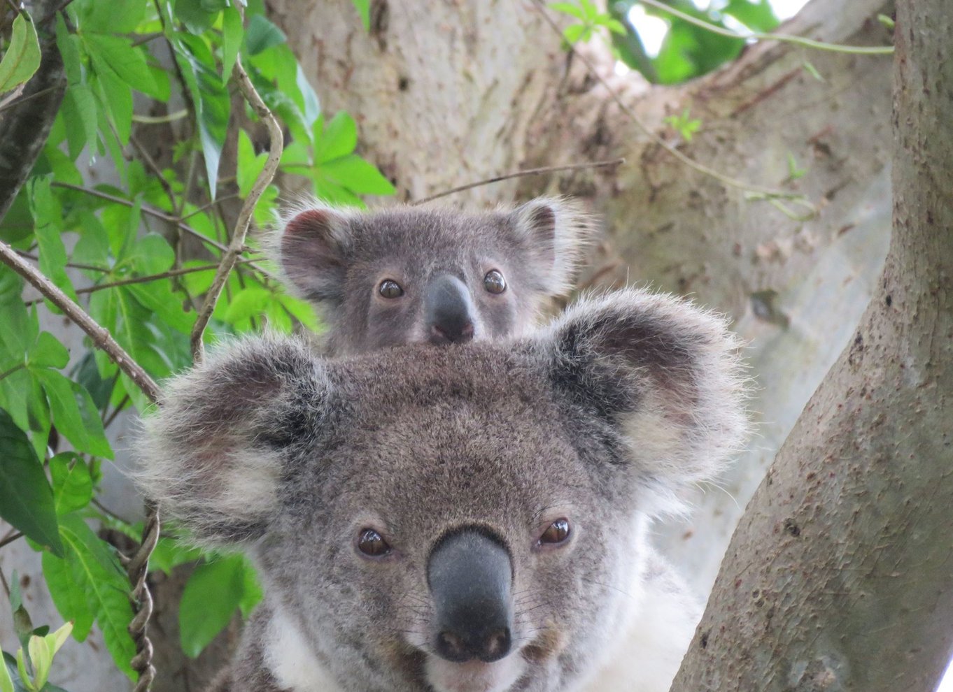 Byron Bay: Safari med vilde dyr hele dagen