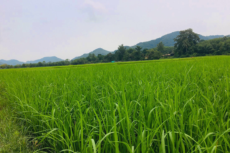 Koh Yao Noi: The Local Way of Life Eco Half-Day Tour The Local Way of Life Eco Half-Day Tour with Lunch