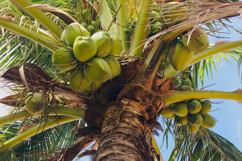 Koh Yao Noi: The Local Way of Life Eco Half-Day Tour The Local Way of Life Eco Half-Day Tour with Lunch