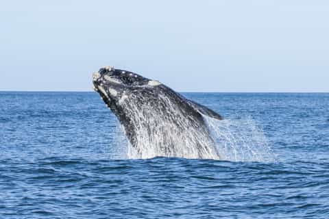 Maui Whale Watching Tours
