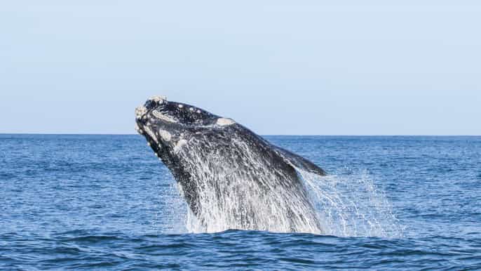maui whale watching tours