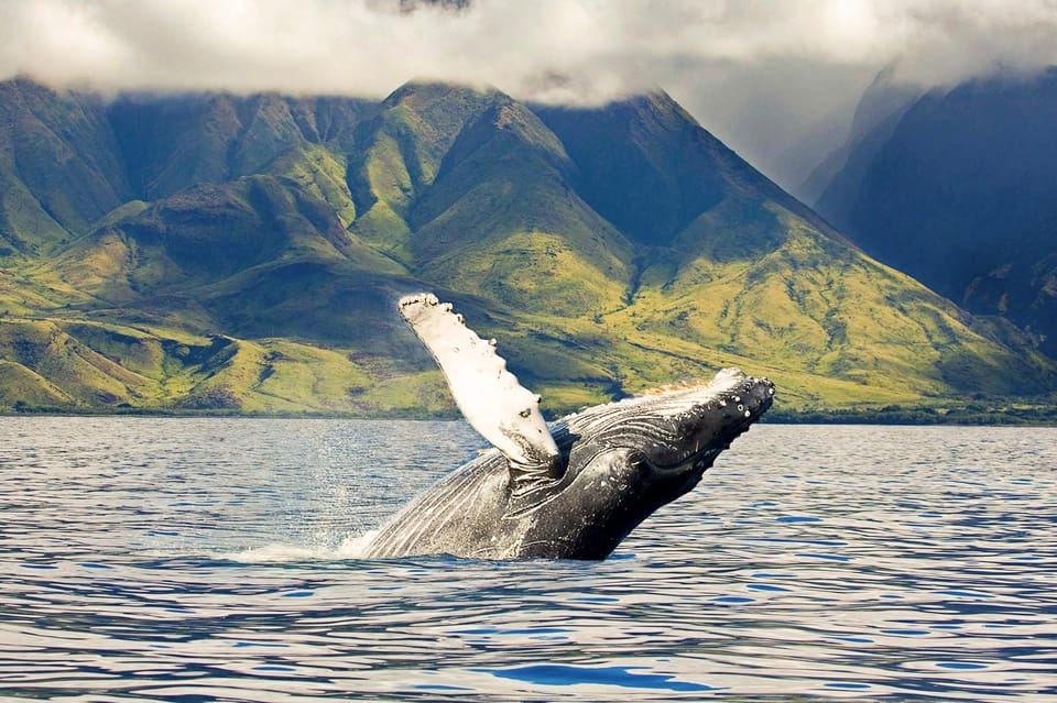 whale watching tour in maui