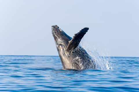 Lahaina: Maui Channel Whale-Watching Catamaran Cruise