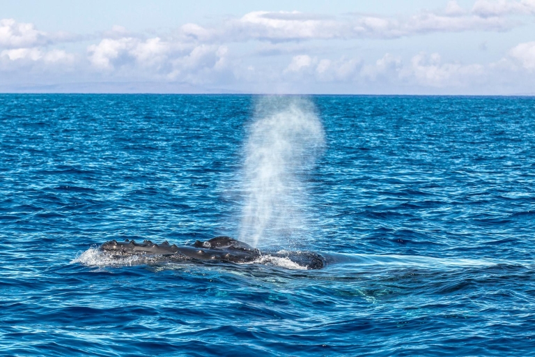 Lahaina: Maui Kanal Walbeobachtung Katamaran Kreuzfahrt2-stündiges Frühaufsteher-Whale-Watching um 7:30 Uhr