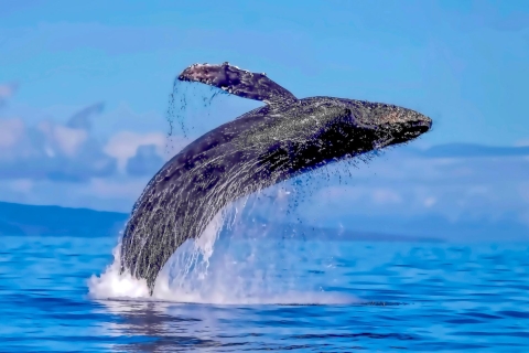 Lahaina: Maui Kanal Walbeobachtung Katamaran Kreuzfahrt2-stündiges Frühaufsteher-Whale-Watching um 7:30 Uhr