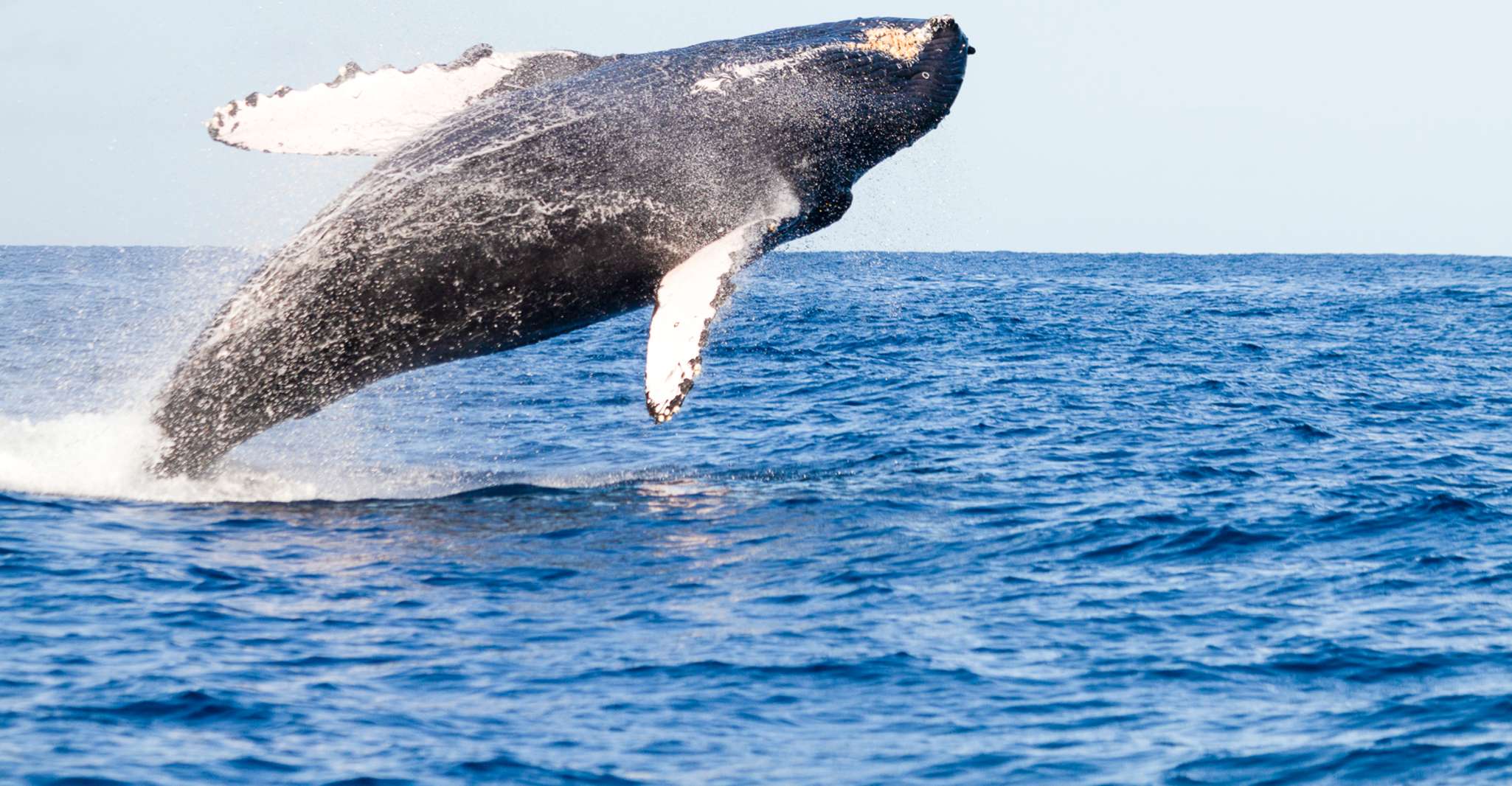 Ma'alaea Harbor, Whale Watching Catamaran Cruise - Housity