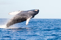 Ma'alaea Harbour, baleine qui regarde des catamaranes croisière - Housity