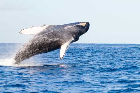 Lahaina: Maui Channel Whale-Watching Catamaran Cruise