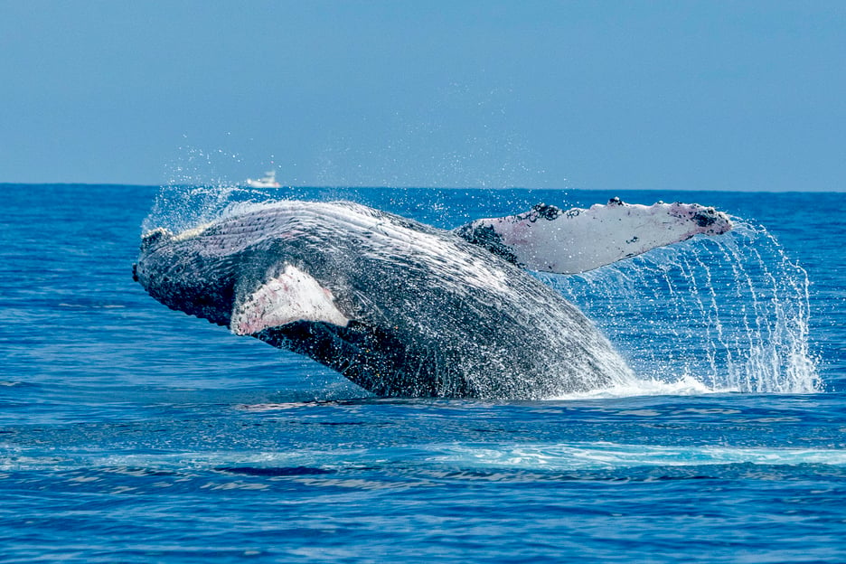 Ma&#039;alaea Harbor: Whale Watching Tour Aboard Power Catamaran