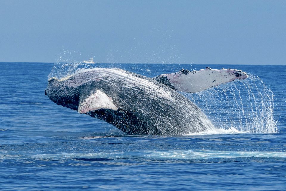 Lahaina: 2-Hour Morning Whale Watch Cruise
