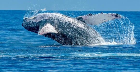 Ma&#39;alaea Harbor: Whale Watching Tour Aboard Power Catamaran