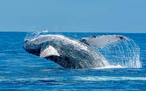 Ma'alaea Harbor: Whale Watching Tour Aboard Power Catamaran